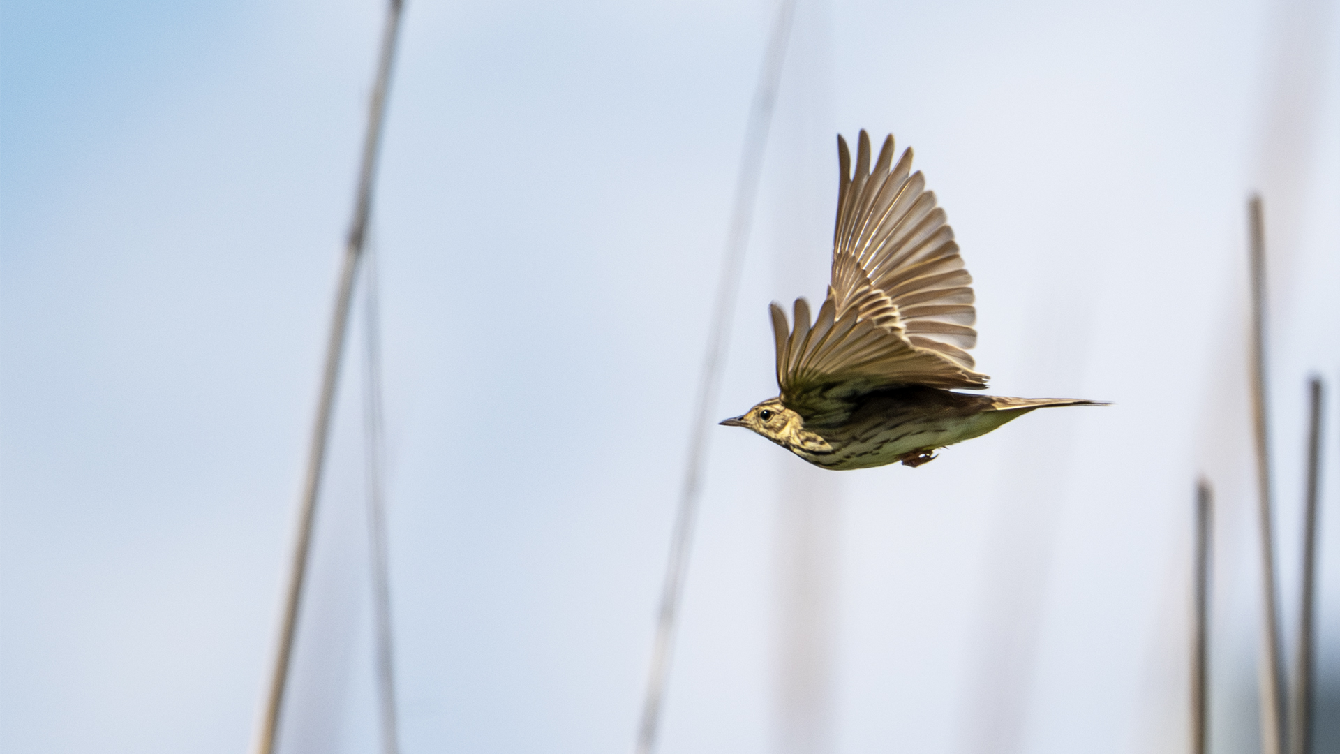 Tree Pipit